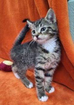 Fidget -  Domestic Short Hair Cat Available for Adoption in Bucyrus, Ohio - Fidget | PetCurious