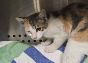 Dolly -  Domestic Short Hair Cat for Adoption in Kansas City, Missouri - Dolly | PetCurious