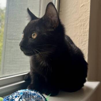 Esme -  Domestic Short Hair Cat for Adoption in Krum, Texas - Esme | PetCurious