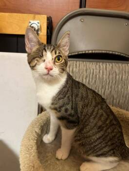 Rescue Tabby Cats for Adoption in Tustin, California - Jitterbug | PetCurious