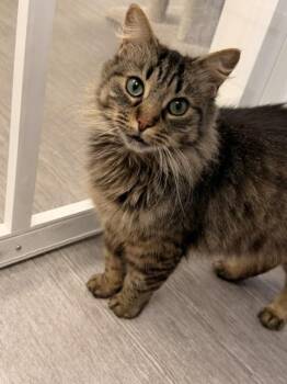 Domestic Medium Hair Cats Available for Adoption in Allegan, Michigan - Precious Kitty (Kitty) | PetCurious
