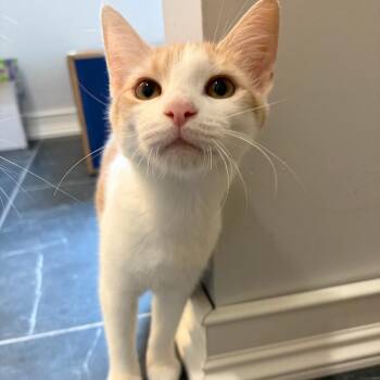 Egbert the Egregious -  Domestic Short Hair Cat for Adoption in Fredericksburg, Virginia - Egbert The Egregious | PetCurious