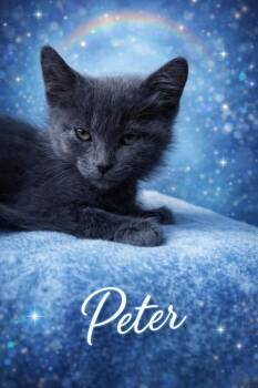 Domestic Short Hair Cats Available for Adoption - Peter | PetCurious