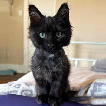 Bobby -  Domestic Long Hair Cat for Adoption - Bobby | PetCurious