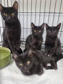Rescue Domestic Short Hair Cats for Adoption in Rome, Georgia - Spaghetti | PetCurious