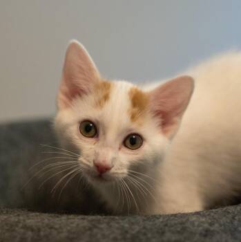 Phil Confident Lover-Boy -  Turkish Van and Domestic Short Hair Cat for Adoption in Bethel, Connecticut - Phil Confident Lover-Boy | PetCurious