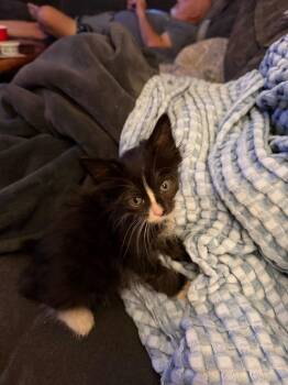 Portia -  Domestic Short Hair Cat for Adoption in Pomona, New York - Portia | PetCurious