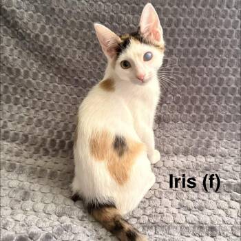 Iris -  Domestic Short Hair Cat for Adoption in NEW PT RICHEY, Florida - Iris | PetCurious