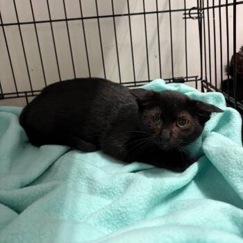 Ella -  Domestic Short Hair Cat for Adoption in West Point, Mississippi - Ella | PetCurious