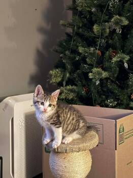 Rescue Domestic Short Hair Cats for Adoption in Shawnee, Oklahoma - Vinegar | PetCurious