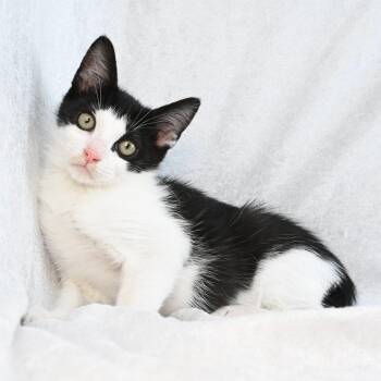 Ember -  Domestic Short Hair Cat for Adoption in Mobile, Alabama - Ember | PetCurious