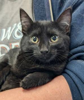 Rescue Domestic Short Hair Cats for Adoption in Canfield, Ohio - TOURMALINE | PetCurious