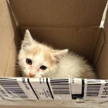 Blaze Nuttall -  Domestic Short Hair Cat for Adoption in Eagle Mountain, Utah - Blaze Nuttall | PetCurious
