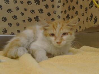 MOROCCO -  Domestic Medium Hair Cat for Adoption in Sacramento, California - MOROCCO | PetCurious