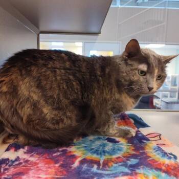 Domestic Short Hair Cats Available for Adoption in Cedar Rapids, Iowa - Cream | PetCurious