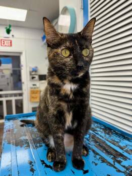 Juno -  Domestic Short Hair Cat for Adoption in Milltown, New Jersey - Juno | PetCurious