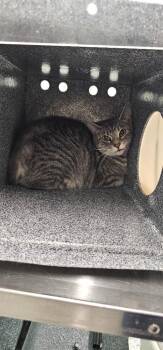 Rain -  Domestic Short Hair Cat for Adoption in Athens, Tennessee - Rain | PetCurious