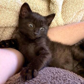 Zephyr -  Domestic Short Hair Cat for Adoption in Wichita, Kansas - Zephyr | PetCurious