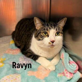 Ravyn -  Domestic Medium Hair and Domestic Short Hair Cat for Adoption in Oak Ridge, Tennessee - Ravyn | PetCurious