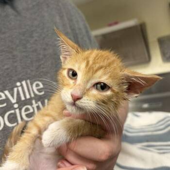 Green Day -  Domestic Short Hair Cat for Adoption in Asheville, North Carolina - Green Day | PetCurious
