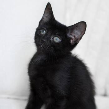 Teddy -  Domestic Short Hair Cat for Adoption in Pompano Beach, Florida - Teddy | PetCurious