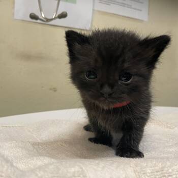 Malcolm Stewart -  Domestic Short Hair Cat for Adoption in Pasadena, California - Malcolm Stewart | PetCurious