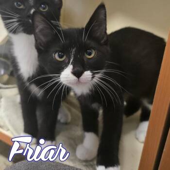 Friar -  Domestic Short Hair Cat for Adoption in Hillsboro, Ohio - Friar | PetCurious