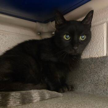 Cece -  Domestic Short Hair Cat for Adoption in Alexandria, Virginia - Cece | PetCurious