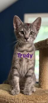 Trudy -  Domestic Short Hair Cat for Adoption in East Greenville, Pennsylvania - Trudy | PetCurious