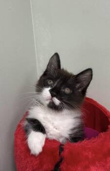 Domestic Long Hair and Domestic Short Hair Cats Available for Adoption in Picayune, Mississippi - Geico | PetCurious