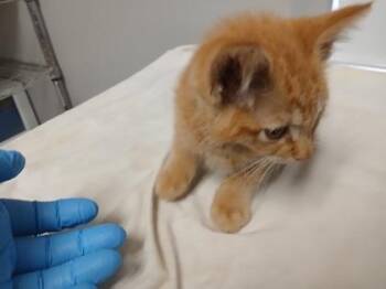 Heather -  Domestic Short Hair Cat for Adoption in Taylorsville, North Carolina - Heather | PetCurious
