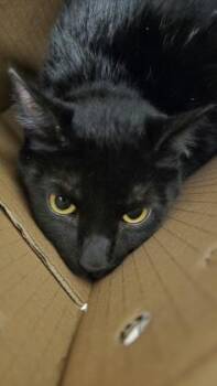 Domestic Short Hair Cats Available for Adoption in Wichita, Kansas - BearBear | PetCurious