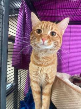 Yuzu -  Domestic Short Hair Cat for Adoption in Hamilton, Ohio - Yuzu | PetCurious