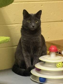 Russian Blue Cats Available for Adoption - Johnny BONDED With Sally | PetCurious