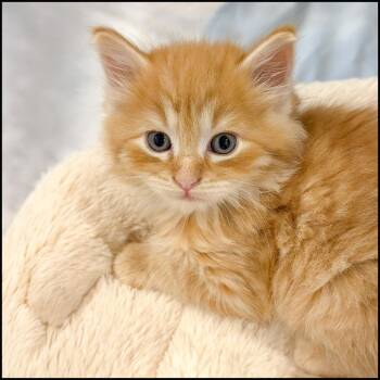 Shawshank -  Domestic Long Hair Cat for Adoption in Roswell, Georgia - Shawshank | PetCurious
