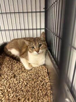 Regina -  Domestic Short Hair Cat for Adoption in Rock Springs, Wyoming - Regina | PetCurious