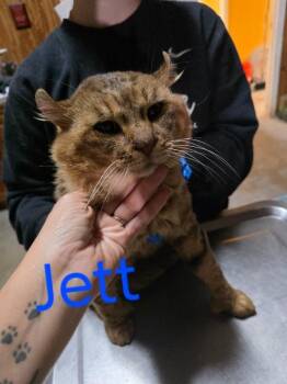 Rescue Highland Fold Cats for Adoption in Zimmerman, Minnesota - Jett | PetCurious