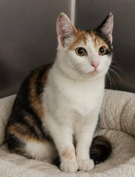 Blossum -  Domestic Short Hair Cat for Adoption in Cottonwood, Arizona - Blossum | PetCurious