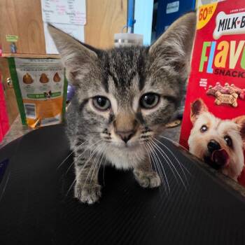 Abbott -  Domestic Short Hair Cat for Adoption in Eureka Springs, Arkansas - Abbott | PetCurious
