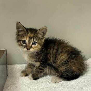 71459 -  Domestic Medium Hair Cat for Adoption in Harrisonburg, Virginia - 71459 | PetCurious