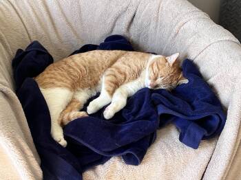 Tiger -  Tabby and Domestic Short Hair Cat for Adoption in Spring City, Pennsylvania - Tiger | PetCurious