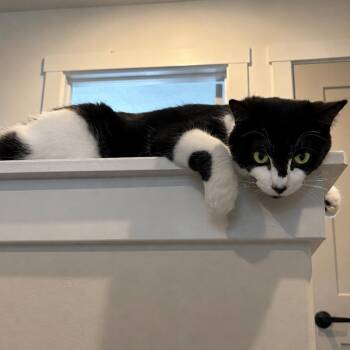 Boba -  Domestic Short Hair Cat for Adoption in Layton, Utah - Boba | PetCurious