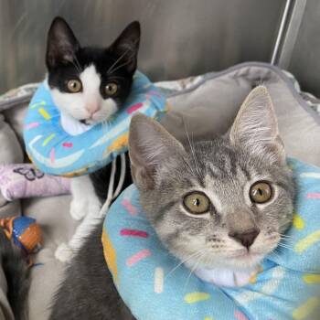 Fairbanks -  Domestic Short Hair Cat for Adoption - Fairbanks | PetCurious