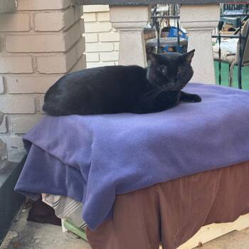 Domestic Short Hair Cats Available for Adoption - Bert | PetCurious