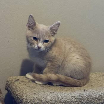 Joaquin -  Domestic Short Hair Cat for Adoption in Blaine, Minnesota - Joaquin | PetCurious