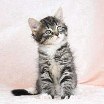 Domestic Medium Hair Cats Available for Adoption in Mobile, Alabama - Joanie | PetCurious
