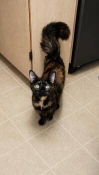 Domestic Medium Hair Cats Available for Adoption in Akron, Ohio - Cookie | PetCurious
