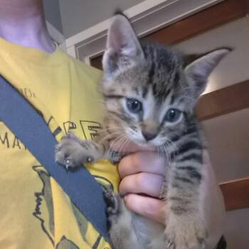 Kyle -  Domestic Short Hair Cat for Adoption in Bedford, New Hampshire - Kyle | PetCurious