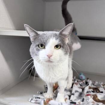 MARSH -  Domestic Short Hair Cat for Adoption in Aurora, Colorado - MARSH | PetCurious