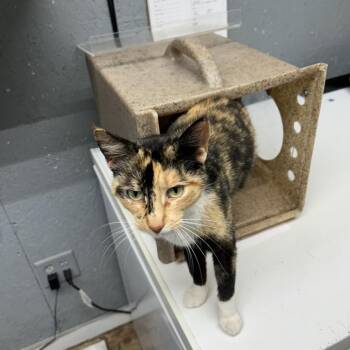 Aris -  Domestic Short Hair Cat for Adoption in Houston, Texas - Aris | PetCurious